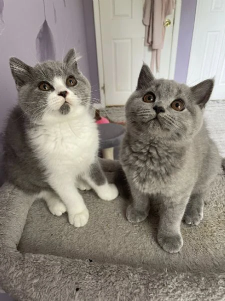 due cucciole british shorthair | Foto 0