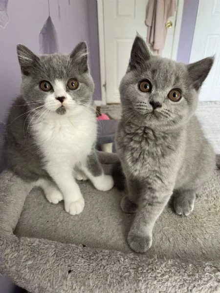 due cucciole british shorthair