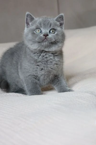 bellissime cucciolate di british shorthair | Foto 0
