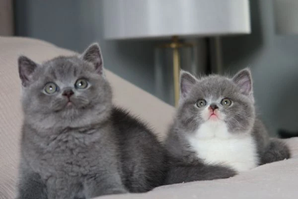 bellissime cucciolate di british shorthair