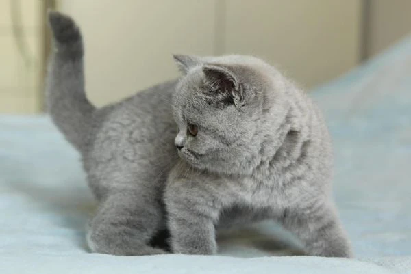 british shorthair maschio e femmina