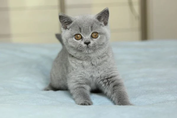 british shorthair maschio e femmina | Foto 0
