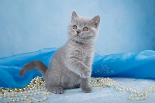 gatti british shorthair | Foto 0
