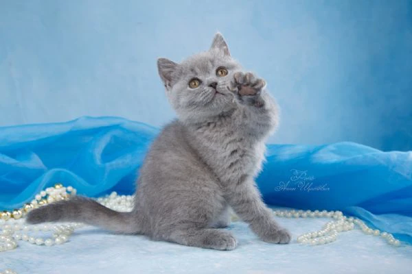 gatti british shorthair