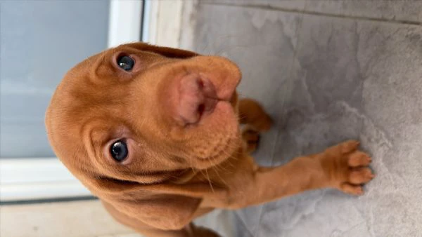 cuccioli di bracco ungherese 
