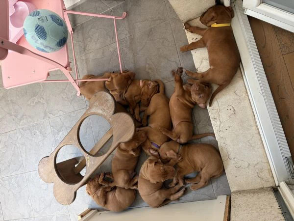 cuccioli di bracco ungherese  | Foto 6