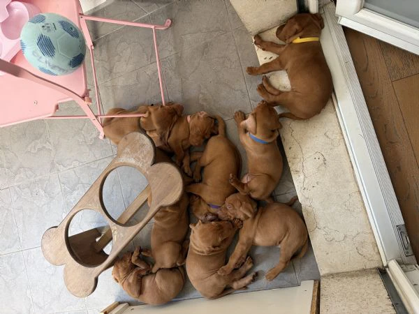 cuccioli di bracco ungherese  | Foto 5