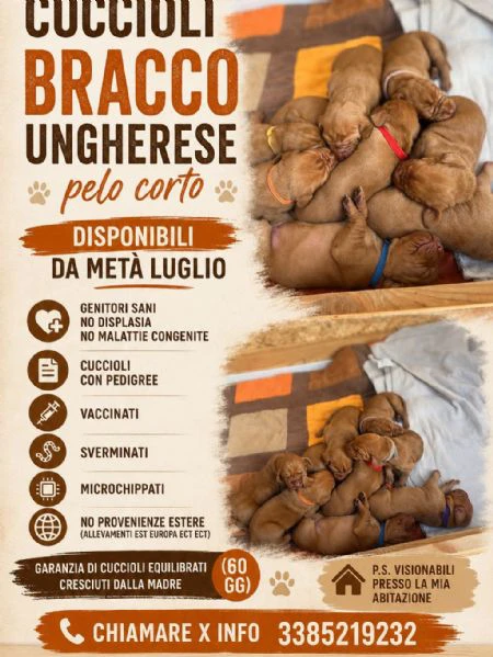cuccioli di bracco ungherese  | Foto 4