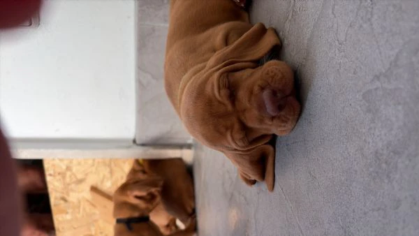 cuccioli di bracco ungherese  | Foto 3
