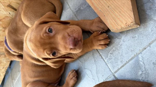 cuccioli di bracco ungherese  | Foto 2