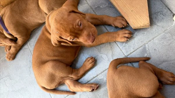 cuccioli di bracco ungherese  | Foto 1