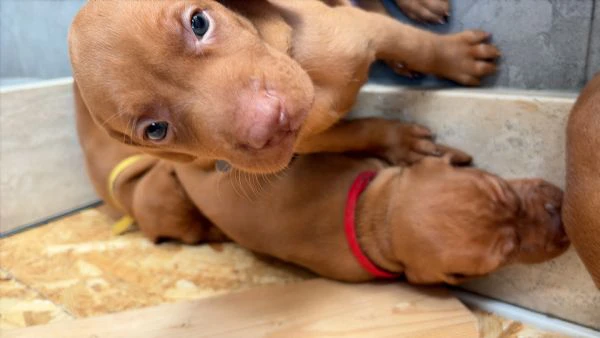 cuccioli di bracco ungherese  | Foto 0