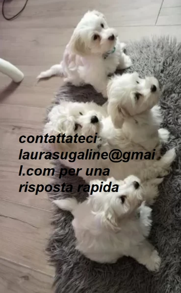 meravigliosi maltese per adozione.