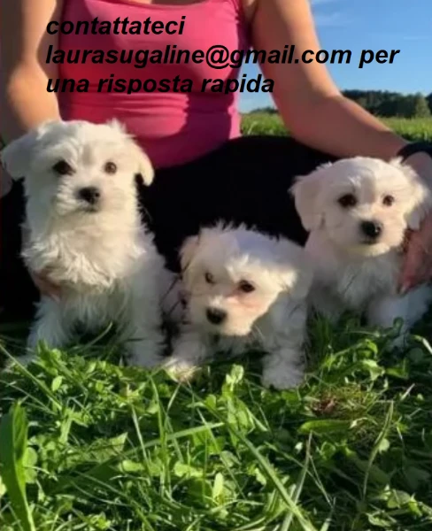 meravigliosi maltese per adozione