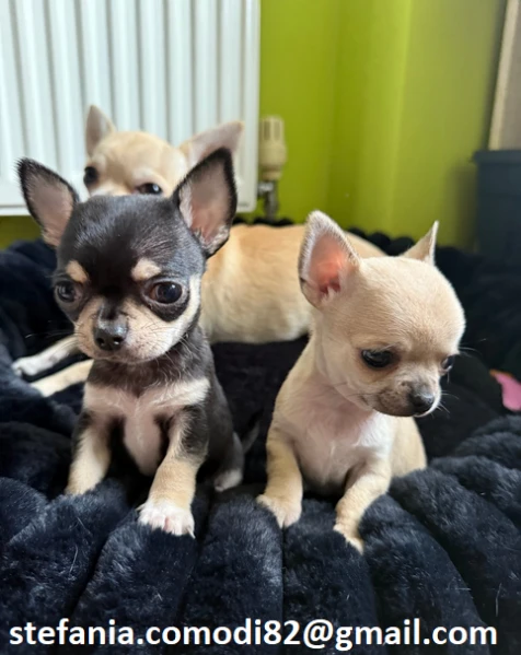 regalo cuccioli di chihuahua mini toy