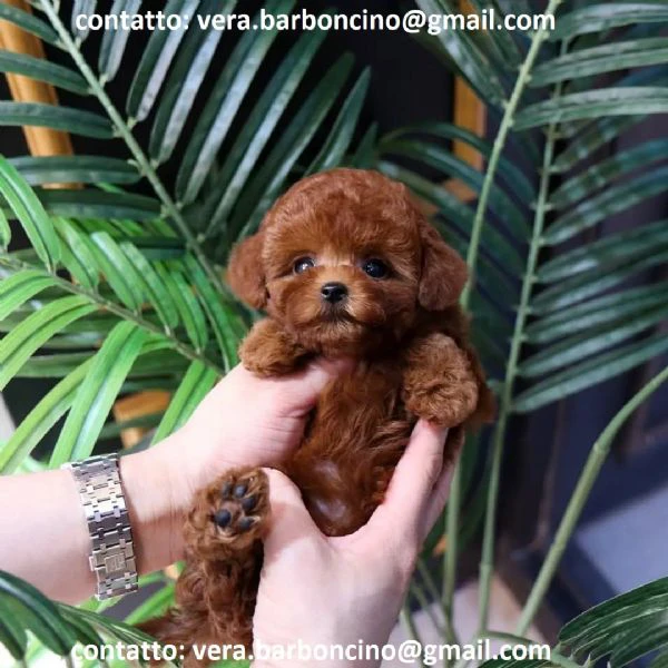 cuccioli di barboncino nano disponibili