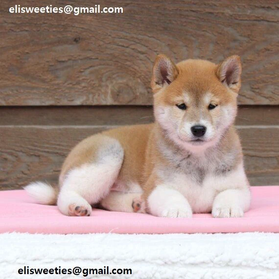 regalo cuccioli shiba inu