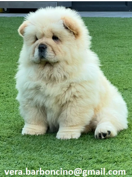 regalo bianchi cuccioli di chow chow