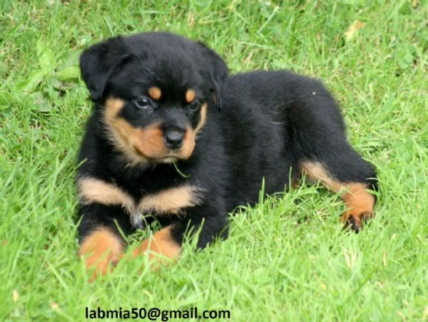 regalo cuccioli di rottweiler
