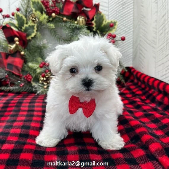 maltese cuccioli (maschio e femmina)