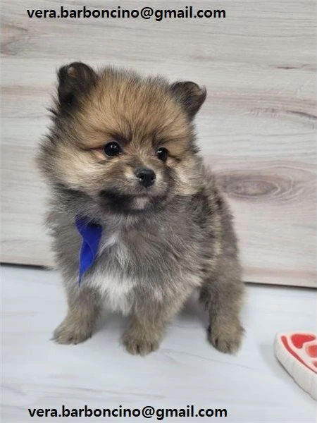 pomerania cuccioli (maschio e femmina)