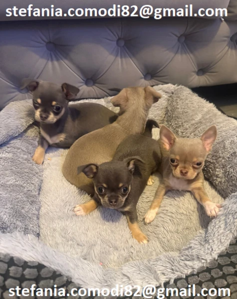 regalo cuccioli di chihuahua mini toy
