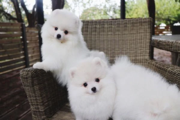 regalo volpino pomerania cuccioli