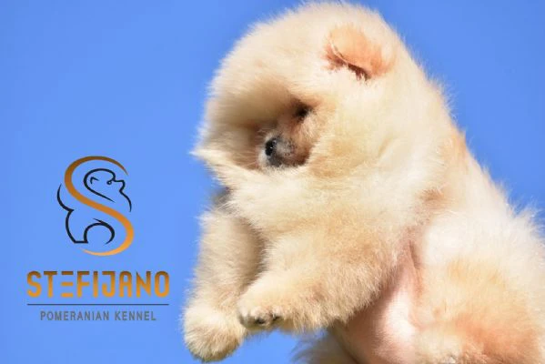 cuccioli di pomeranian boo tipo orsetto | cuccioli di spitz di pomerania | Foto 3