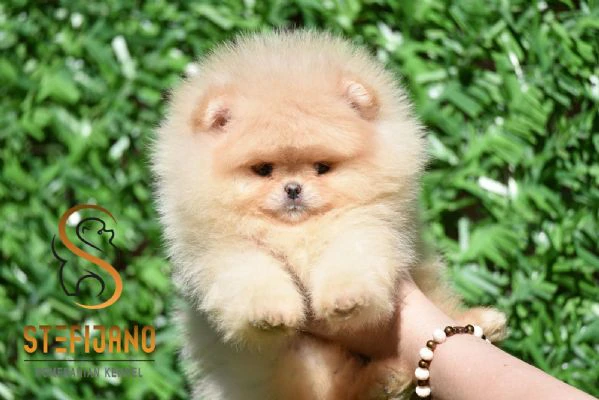 cuccioli di pomeranian boo tipo orsetto | cuccioli di spitz di pomerania | Foto 2