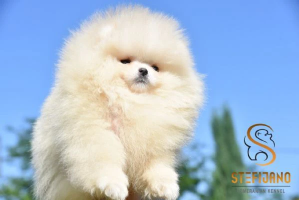 cuccioli di pomeranian boo tipo orsetto | cuccioli di spitz di pomerania | Foto 1