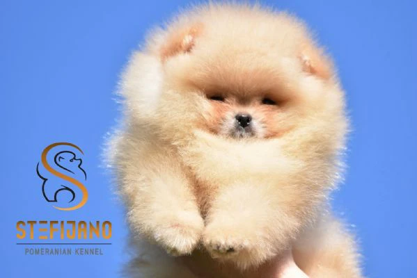 cuccioli di pomeranian boo tipo orsetto | cuccioli di spitz di pomerania | Foto 0