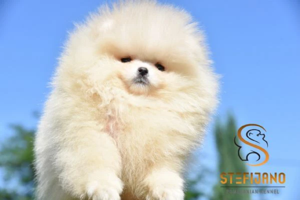 cuccioli di pomeranian boo tipo orsetto | cuccioli di spitz di pomerania