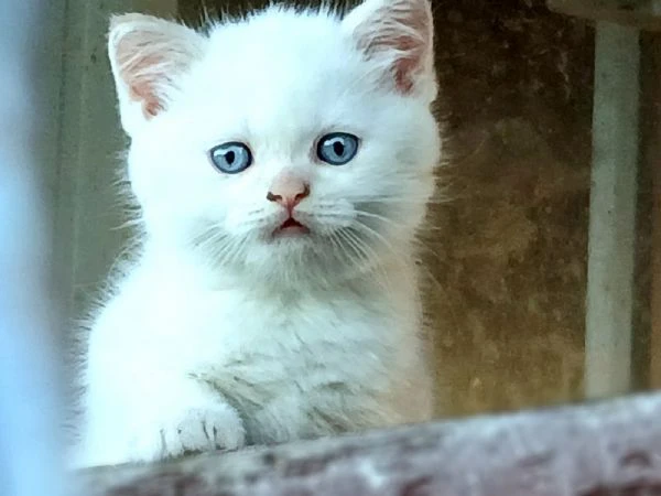 gattini british shorthair in vendita | Foto 2