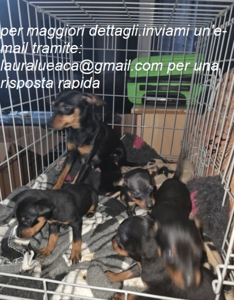 meravigliosi pinscher per adozione. | Foto 0
