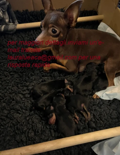 meravigliosi pinscher per adozione. | Foto 1