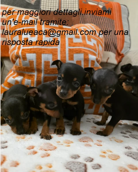 meravigliosi pinscher per adozione | Foto 2