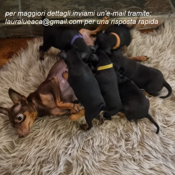 meravigliosi pinscher per adozione | Foto 1