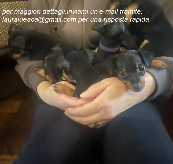 meravigliosi pinscher per adozione. | Foto 0