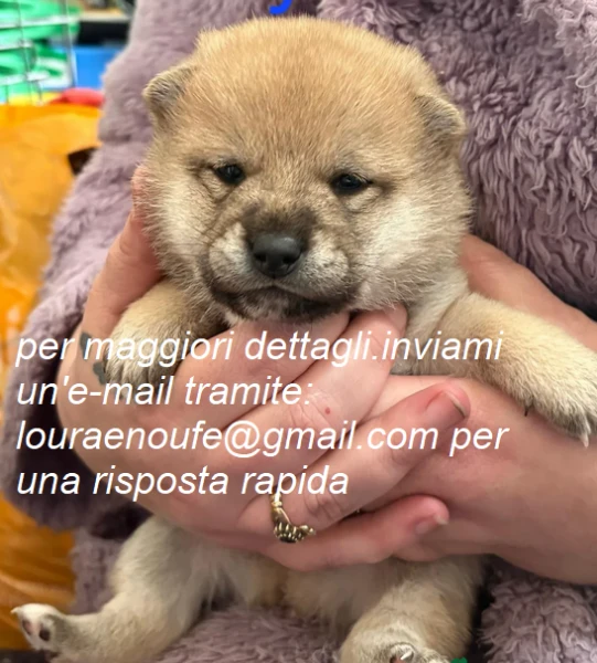 meravigliosi shiba-inu per adozione | Foto 2