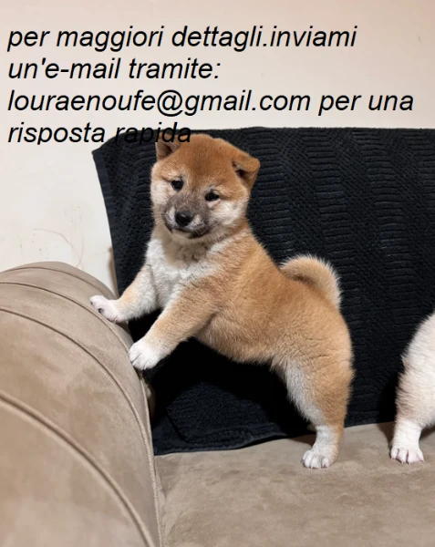 meravigliosi shiba-inu per adozione | Foto 1