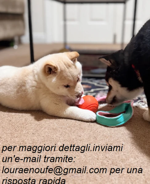 meravigliosi shiba-inu per adozione | Foto 0