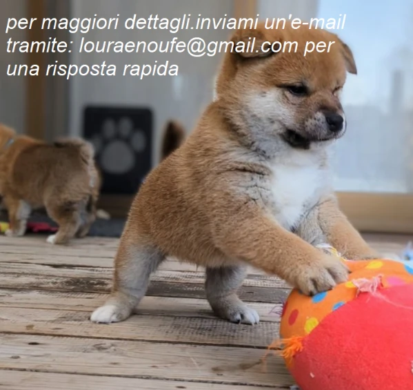 meravigliosi shiba-inu per adozione