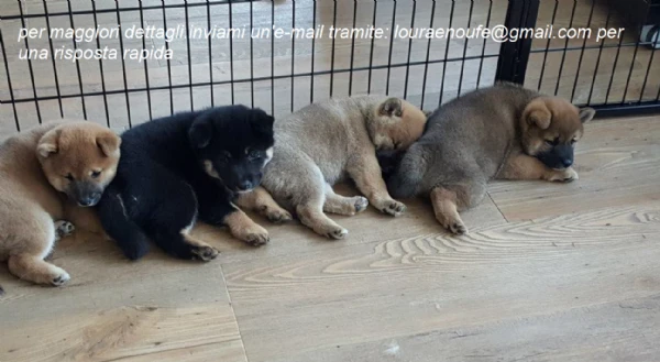 meravigliosi shiba-inu per adozione | Foto 2