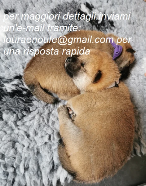 meravigliosi shiba-inu per adozione | Foto 1
