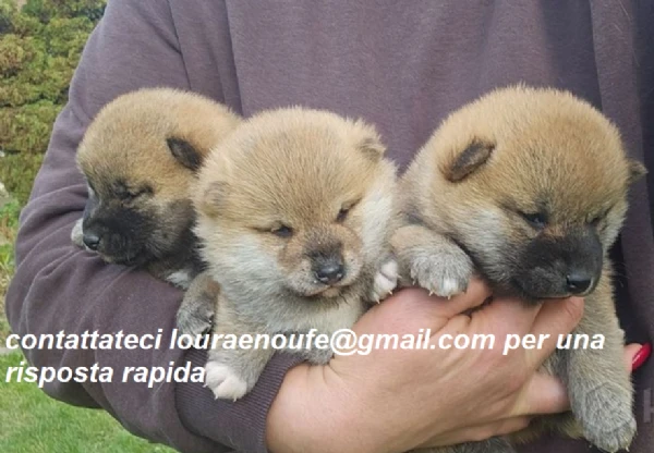 meravigliosi shiba-inu per adozione | Foto 0