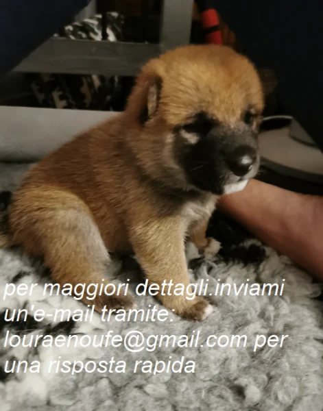 meravigliosi shiba-inu per adozione
