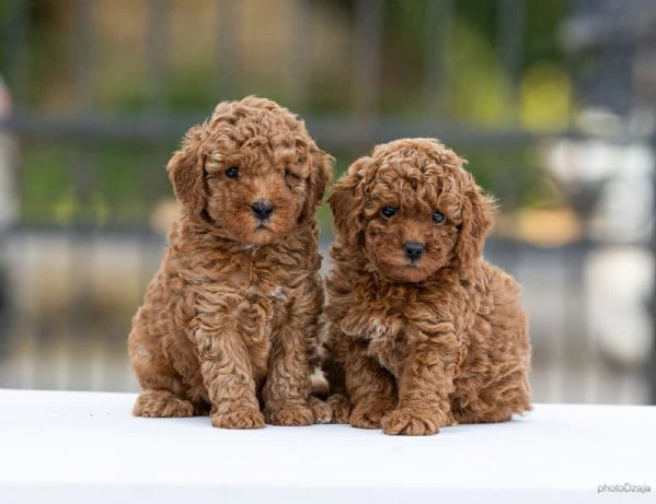 toy poodle – cuccioli | Foto 4