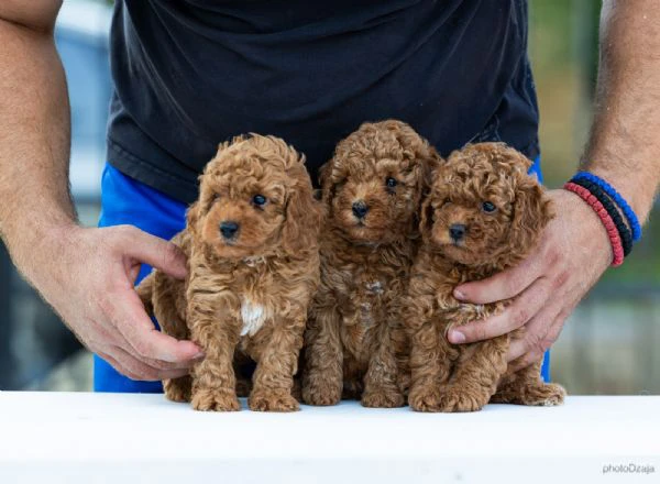 toy poodle – cuccioli | Foto 3