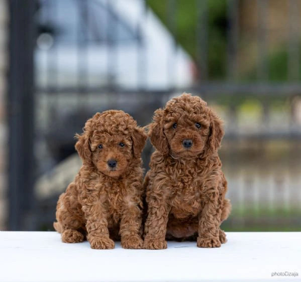toy poodle – cuccioli | Foto 2