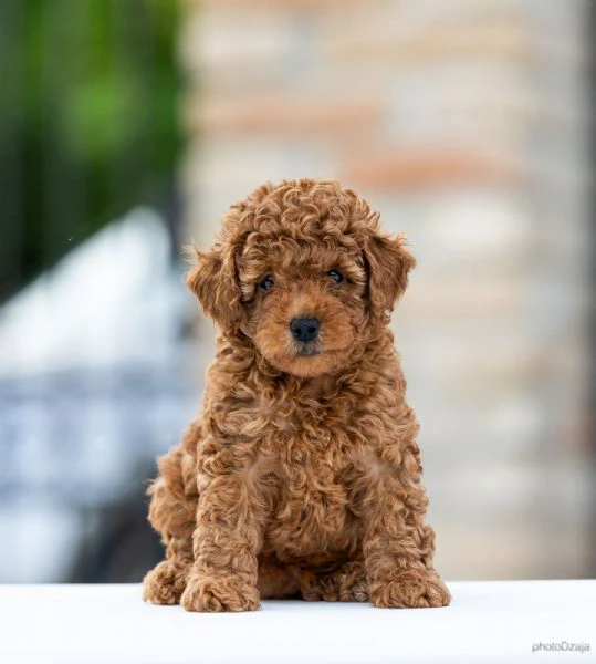 toy poodle – cuccioli | Foto 1